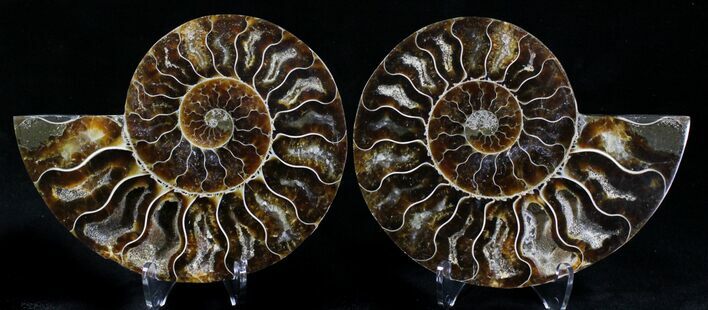Polished Ammonite Pair - Million Years #21453